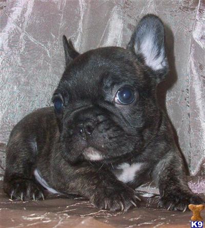 French Bulldog Puppies for Sale